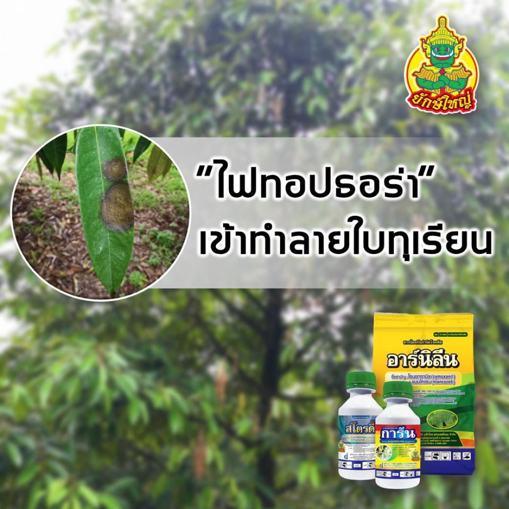 โรคไฟทอปธอร่า​เข้าทำลายใบทุเรียน​